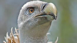 Why Don't Vultures Get Food Poisoning?