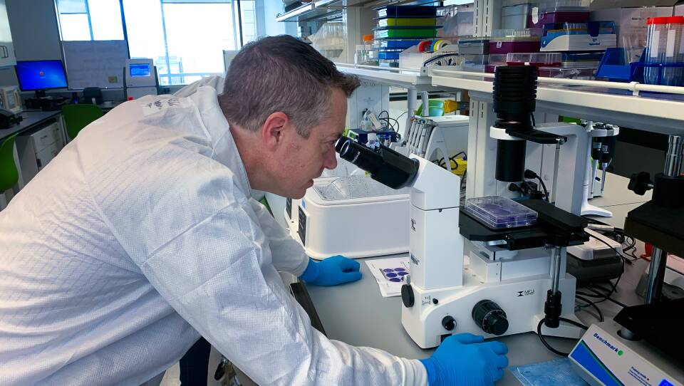 Virologist Christopher Mores looks at cells that have been infected with the coronavirus as part of an effort to develop an antibody test.