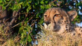 Now streaming: Big Cats 24/7