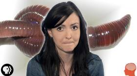 Why Do We Find Things Disgusting? | BrainCraft Q&A!