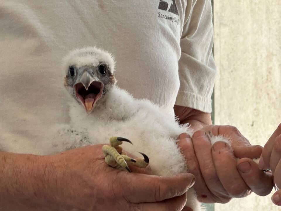 falcon1.jpg