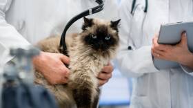 Midsection Of Veterinarian Holding Cat In Hospital