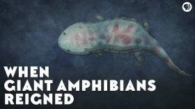 When Giant Amphibians Reigned