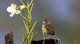 Venezuela Sparrow