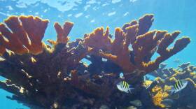How To Stop Your Poop From Killing Corals
