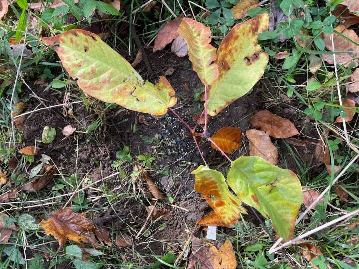 One of the future trees in the conservation collection of mountain magnolias growing in western Mass.