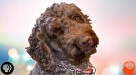 Do Dogs Really Miss Us?