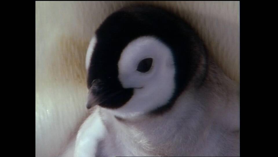 The World of Penguins