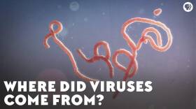 Where Did Viruses Come From?