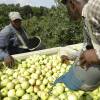 Two men stand over a container of green apples in an orchard.