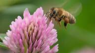 May 20 Is World Bee Day