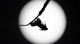 Supermoon Cicadas