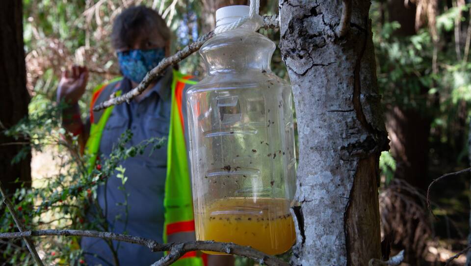 A bottle containing orange juice and rice cooking wine is set as a trap by Jenni Cena, pest biologist and trapping supervisor from the Washington State Department of Agriculture, in an effort to catch Asian giant hornets, also known as murder hornets, on July 29. Asian giant hornets attack and destroy honeybee hives.
