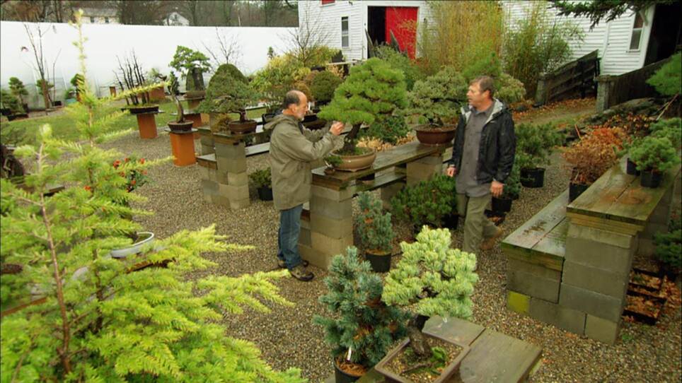 Ask This Old House | Ceiling Fan, Bonsai