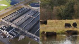 Contaminated: The Carpet Industry’s Toxic Legacy