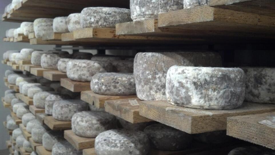 Tommes of Evelina, aging on wooden shelves.