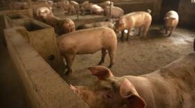 China Pork Production
