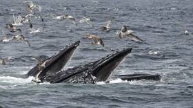 Whales Cape Cod