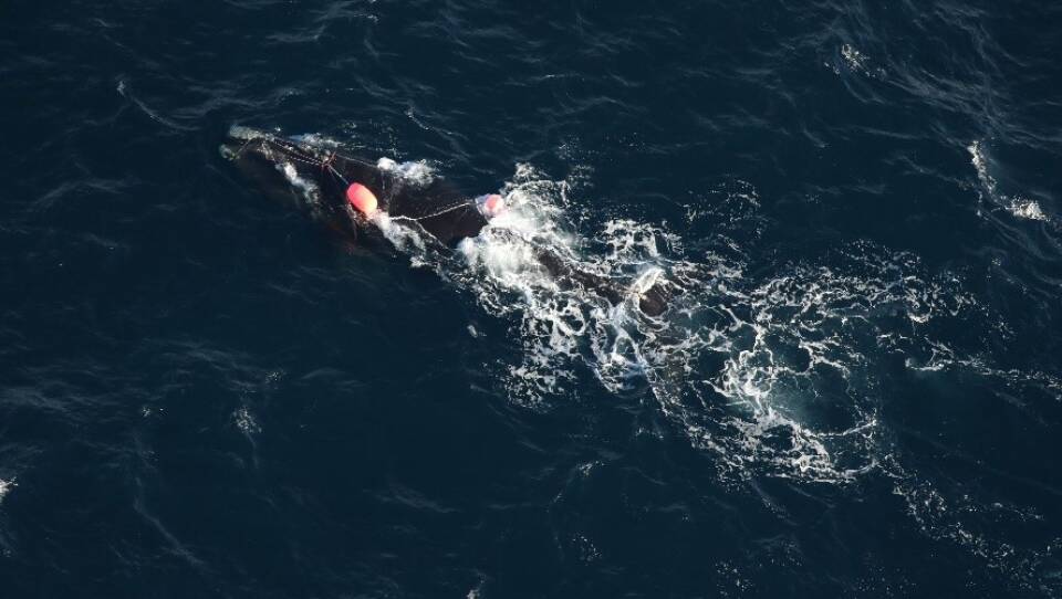 An aerial survey team spotted North Atlantic right whale Catalog #5132 entangled in fishing gear off the coast of North Carolina on Dec. 16, 2024. Federal officials say the young male, who has several lines crossing over and wrapping his head and mouth, is likely to die from his injuries.