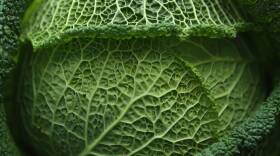 121009-Cabbage-head.jpg