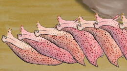 Why Neuroscientists Love Kinky Sea Slugs
