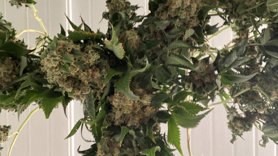 A green bundle of cannabis plants hang upside down to dry against a white background.