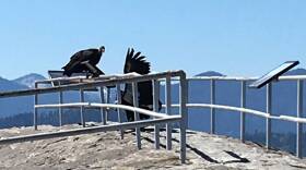 California Condors Sequoia