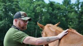 A man wearing a T-shirt and camouflage baseball cap grazes his hand along the back of a horse standing in front of him.