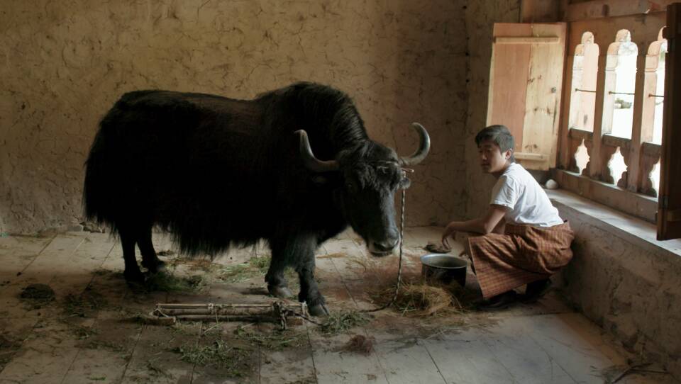 A villager brings a yak into the classroom so the new teacher will understand how important the animals are to the village of nomadic yak herders. Yak dung is important too — used to warm homes.