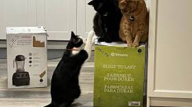 Jessica Gerson-Neeves and her wife have been mired in a standoff for weeks with their three cats over a Vitamix blender.