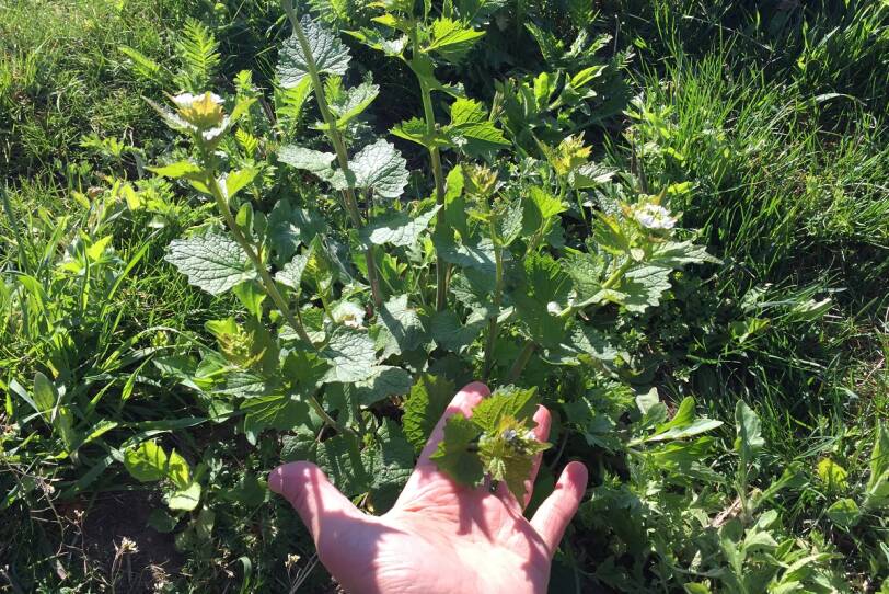 Garlic mustard.