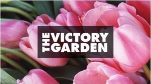 The Victory Garden