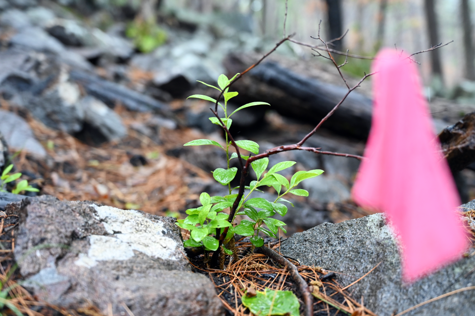 A single huckleberry plant is poking up between rocks, with a bright pink flag marking in the foreground. Around it are rocks and pine needles, few leaves, and maybe three other plants within 10 feet of it.