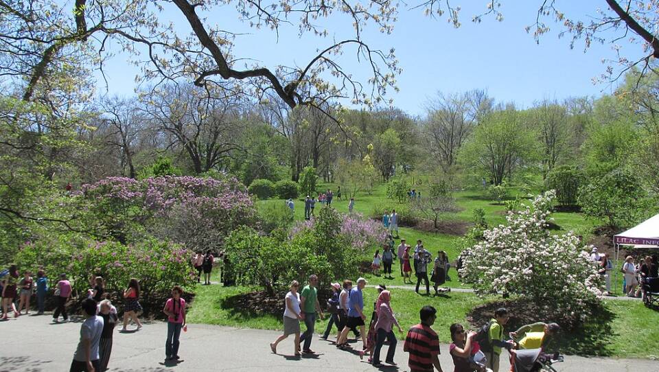 It's a sunny day at the Arnold Arboretum, people are walking through the park, taking in the lilac trees.