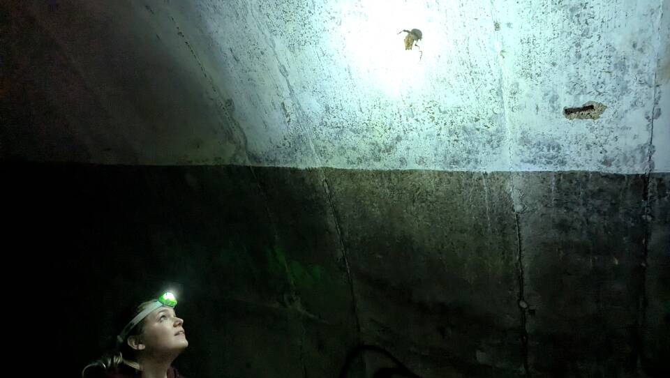 A woman with a headlamp looks at a single bat that hangs from the ceiling in a dark cave.
