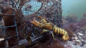 China Lobster Tariffs