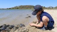 Taylor Henry, 8, volunteered to count horseshoe crabs along the shoreline at midnight. He said the way the males pile on top of one another to reach the females reminds him of "cuddling."