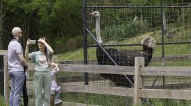 A woman takes a selfie with an ostrich.