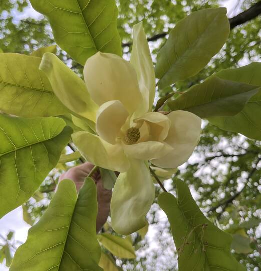 A mountain magnolia flower.