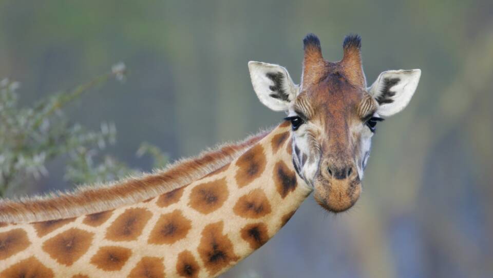 Rothschilds Giraffe