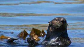 Otter 841 has successfully evaded capture in Santa Cruz, Calif., for more than a week, despite efforts by wildlife officials. The otter has been deemed a public health risk because of its concerning interactions with humans.