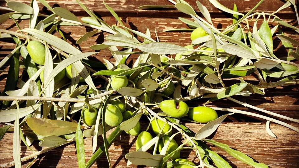 The Land of Liquid Gold