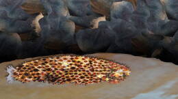 Sea Cucumber Evisceration