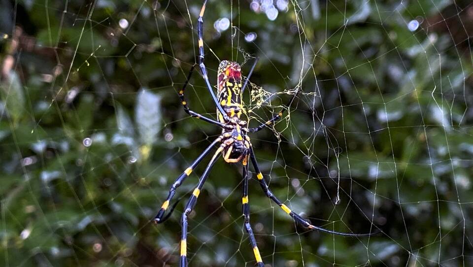 The joro spider, a large spider native to East Asia, has become a common sight throughout Georgia and other Southeastern states. But scientists say it may soon spread through the Eastern seaboard.