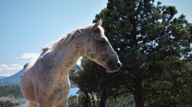 Gandalf, a 16-year-old stallion and likely the oldest on the range, at Wild Horse Ranch in Siskiyou County, California in March 2022. Gandalf has been usurped by a younger stallion that allows him to continue to be part of the family band, a twist on the usual family band make-up that typically consists of a lone band stallion.