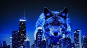 What are Wild Coyotes Doing in the Big City?