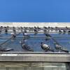 Dozens of adult pigeons and specks of bird poop line a glass paneled roof of a structure.
