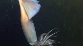 A Humboldt squid shows its colors in the lights of a remotely operated vehicle off the coast of California.