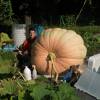 A young man with large headphones around his neck crouches next to a massive pumpkin. He's smiling for the camera in his garden.