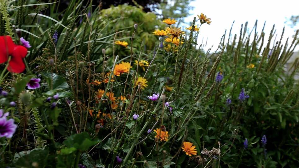 What Plants Talk About